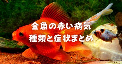 金魚頭下尾上|【完全版】金魚の病気画像一覧｜病気別の症状を画像 